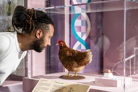 12_Visitor looking at a flu-resistant chicken in Future of Food at the Science Museum (c) Science Museum Group